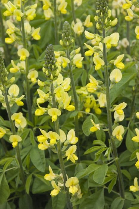 Chinese false lupin
