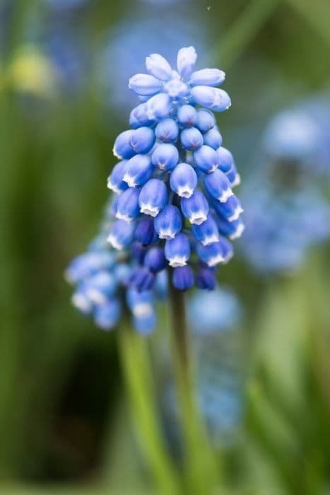 grape hyacinth 'Blue Magic'