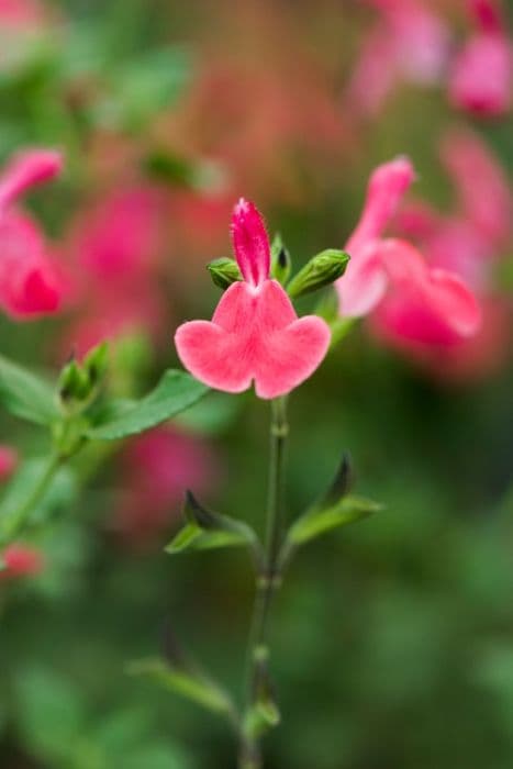 baby sage 'Robin's Pride'