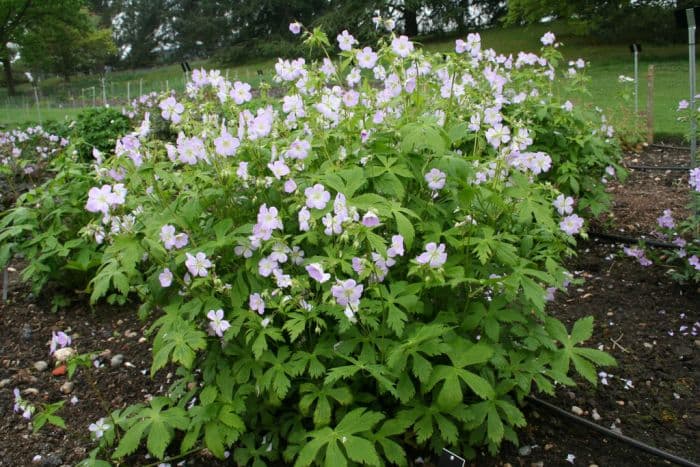 spotted cranesbill 'Beth Chatto'