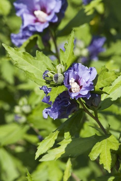 rose of Sharon 'Marina'