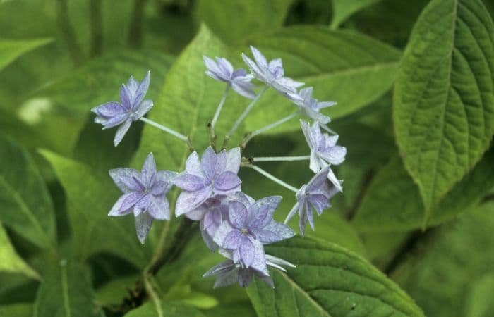 hydrangea 'Shichidanka'