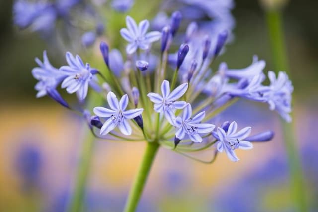 African lily 'Duivenbrugge Blue'