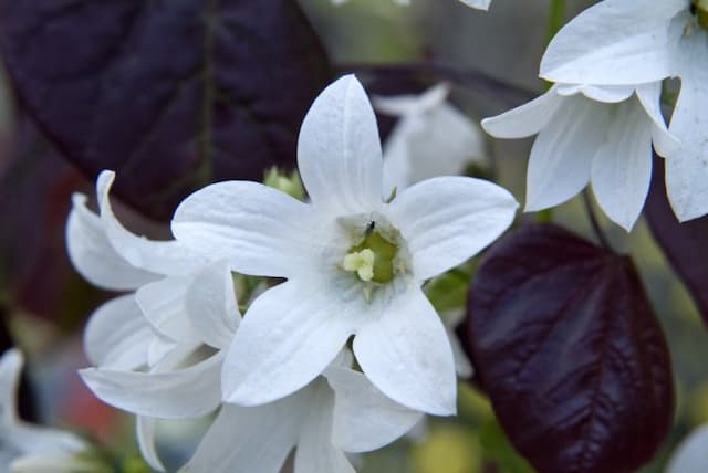 Milky bellflower [Avalanche]