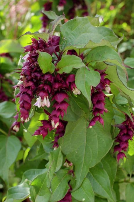 Himalayan honeysuckle 'Purple Rain'