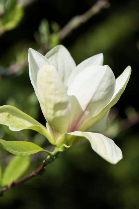 magnolia 'Banana Split'