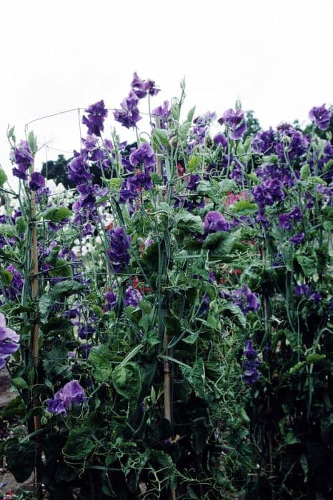 sweet pea 'Oxford Blue'