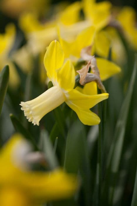 daffodil 'Wheatear'