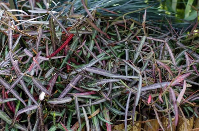 Star jasmine 'Waterwheel'