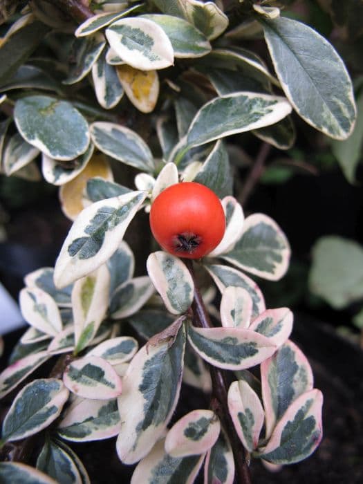 cotoneaster 'Juliette'