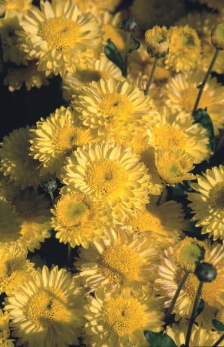 chrysanthemum 'Yellow Mancetta Bride'