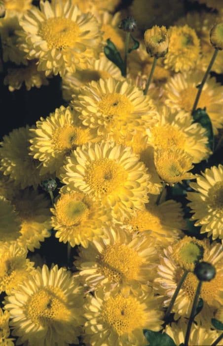Chrysanthemum 'Yellow Mancetta Bride'