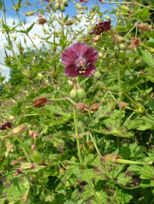 Munich cranesbill 'Claudine Dupont'