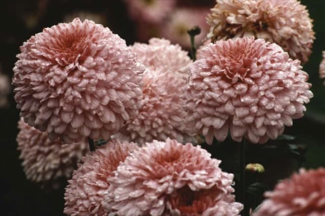 Chrysanthemum 'Dee Gem'