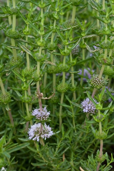 hart's pennyroyal