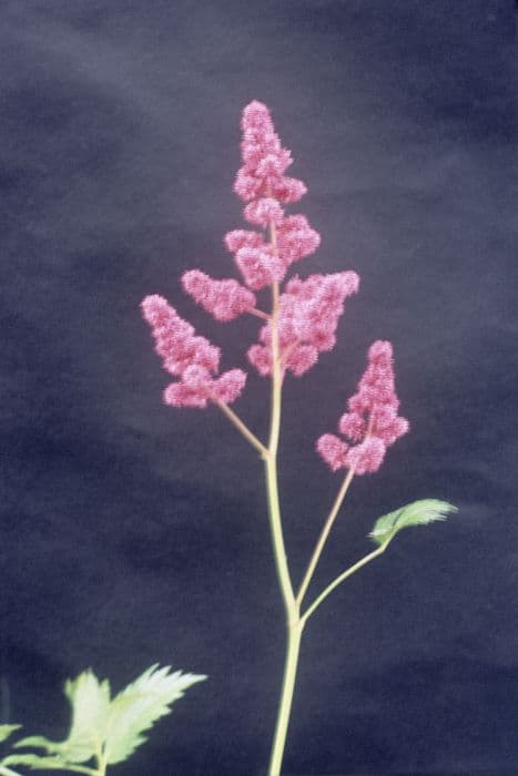 astilbe 'Köln'