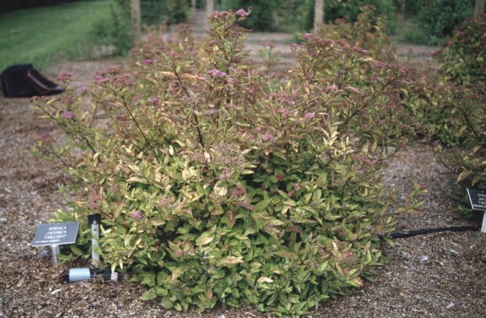 Japanese spirea 'Firelight'