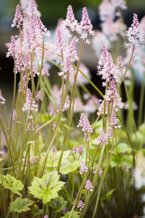 foam flower 'Tiger Stripe'