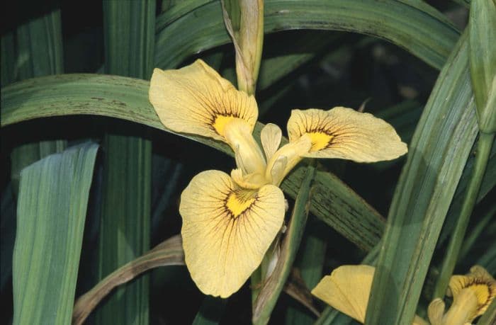 iris 'Chance Beauty'