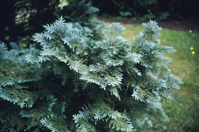 Lawson's cypress 'Columnaris'