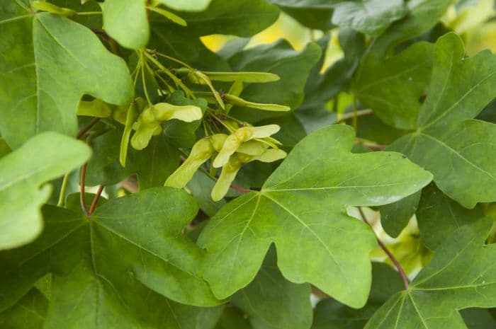 field maple 'William Caldwell'