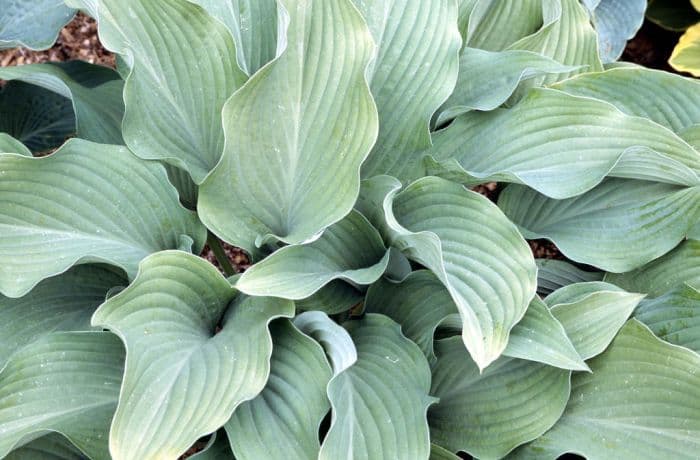 plantain lily 'Krossa Regal'
