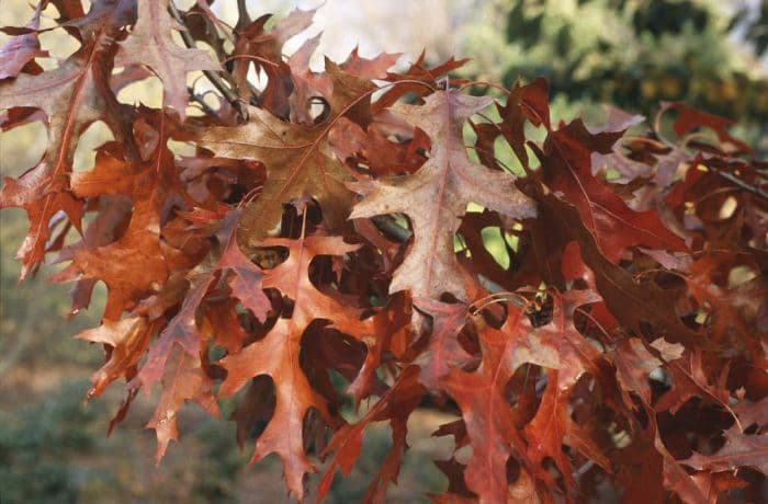 scarlet oak 'Splendens'