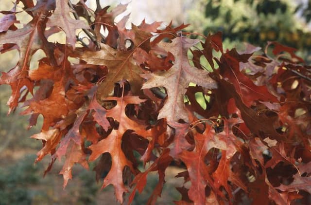 Scarlet oak 'Splendens'
