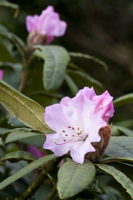 rhododendron 'Christmas Cheer'