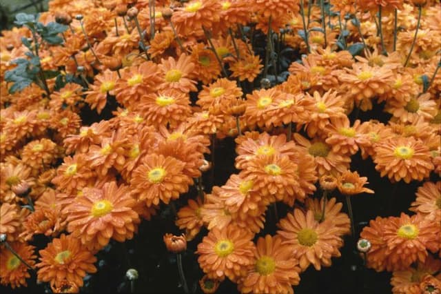 Chrysanthemum 'Pennine Tango'