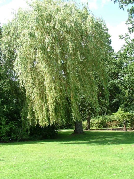 Golden weeping willow