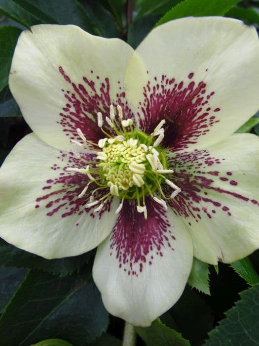 hellebore Harvington yellow speckled