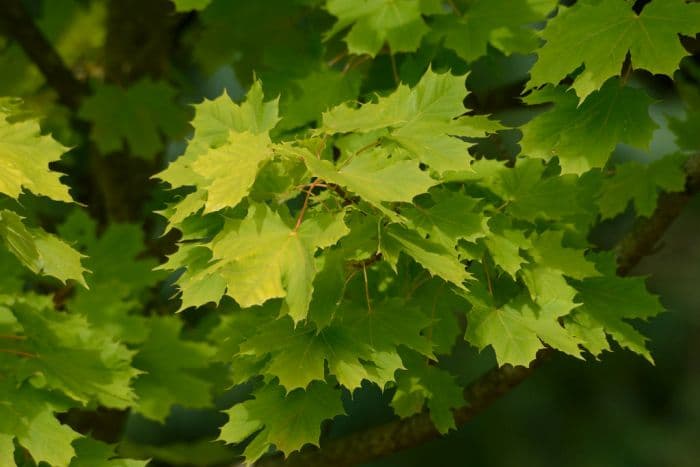 Norway maple [Princeton Gold]