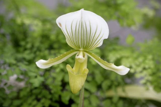 Venus slipper orchid Maudiae gx