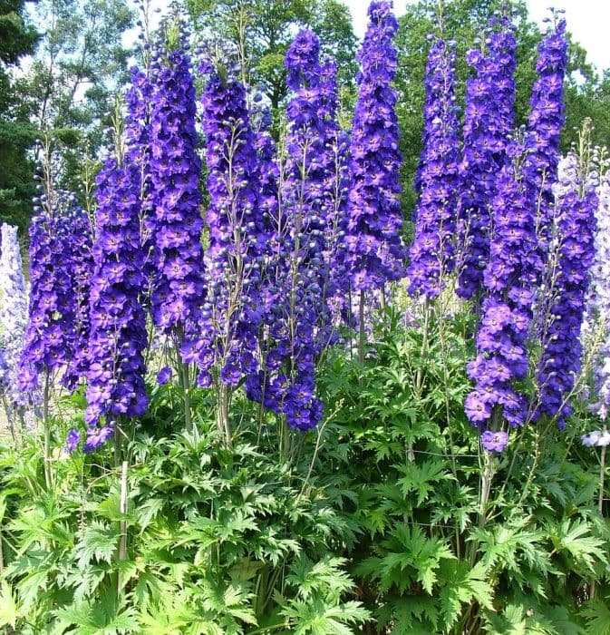 delphinium 'Purple Velvet'