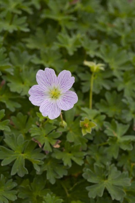 ashy cranesbill