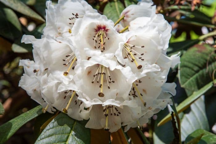 notable rhododendron