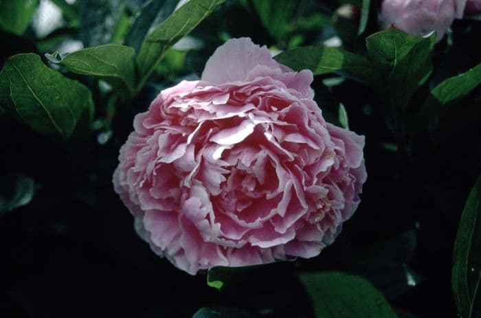 peony 'Sarah Bernhardt'