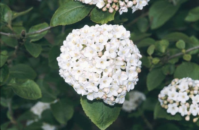 fragrant snowball