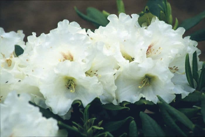 rhododendron 'Lady Romsey'