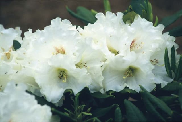 Rhododendron 'Lady Romsey'