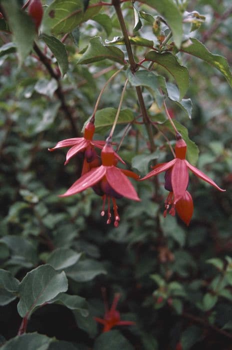 fuchsia 'Mrs Popple'