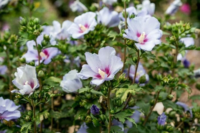 rose of Sharon 'Coelestis'