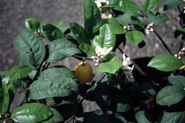 Meyer's lemon