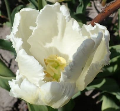 Tulip 'White Parrot'