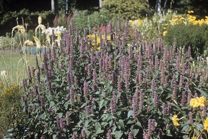 anise hyssop