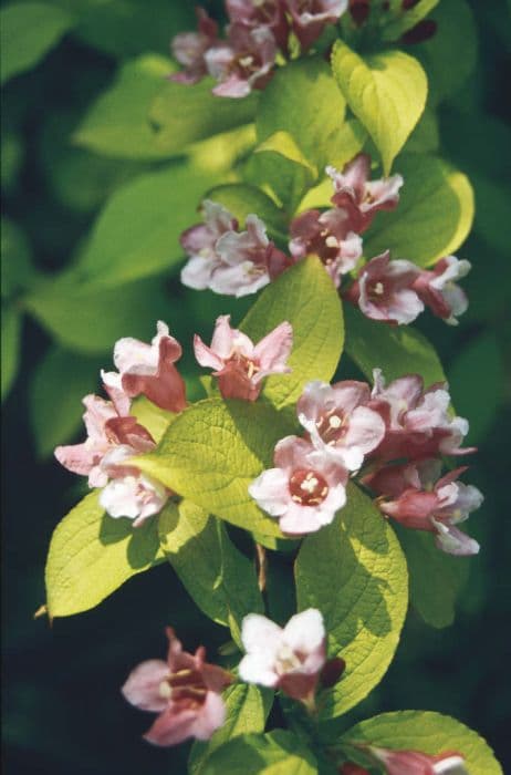 weigela 'Looymansii Aurea'