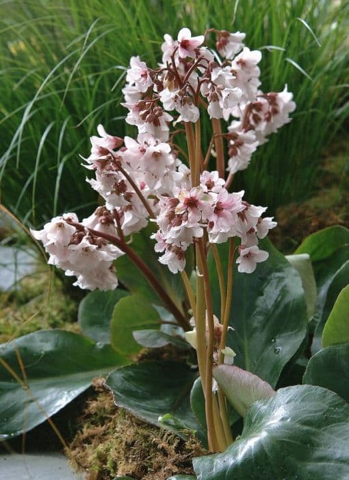 elephant's ears 'Apple Blossom'