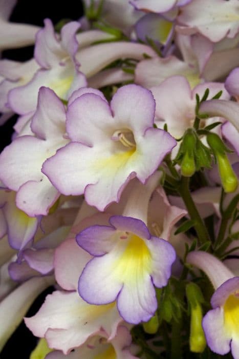Cape primrose 'Sweet Melys'