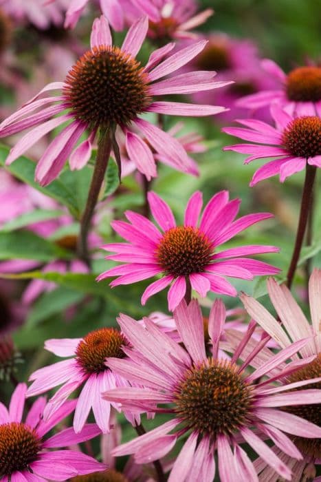 purple coneflower 'Magnus Superior'